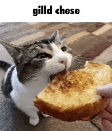 a cat is eating a piece of bread with the words gild cheese above it .