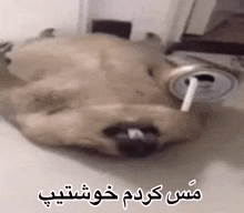 a dog is laying down with a cigarette in its mouth .