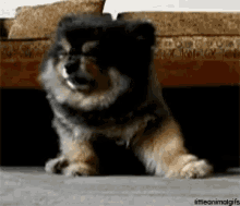 a small black and brown dog is sitting on the floor with the words littleanimalgifs below it