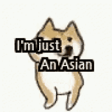 Dog Asian GIF
