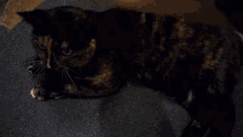 Black Cat Kitty GIF - Black Cat Kitty Black Kitty GIFs