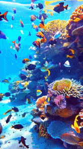 a coral reef with a lot of fish swimming around it