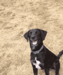 Surprised Doge GIF - Surprised Doge GIFs