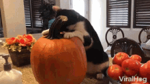 cuddling viralhog cat pet pumpkin