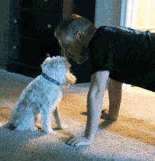 I Am Not Amused Dogs GIF - I Am Not Amused Dogs Stearnie GIFs