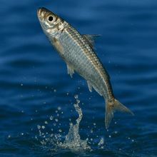 a fish is jumping out of the water and splashing
