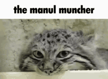 Manul Pallas Cat GIF - Manul Pallas Cat Brungus GIFs