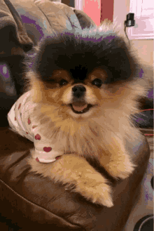 Dog Picture GIF - Dog Picture GIFs