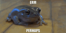 Frog Erm GIF - Frog Erm Perhaps GIFs