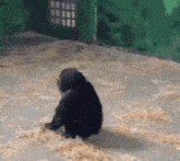 a gorilla is sitting in a pile of hay