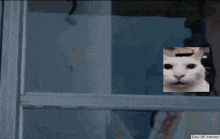 a woman is looking out a window with a cat on her face