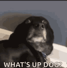 Funny Animals Dog GIF - Funny Animals Dog Shook GIFs