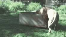 Lion Is GIF - Lion Is Like GIFs