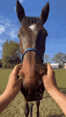 Horse Nose GIF - Horse Nose Massage GIFs