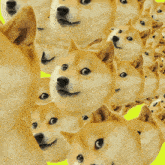 Doge Doge Meme GIF - Doge Doge Meme Own The Doge GIFs