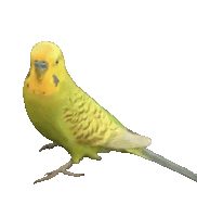 a yellow and green parakeet is standing on a white background .