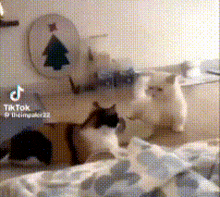 Cat Cat Fight GIF