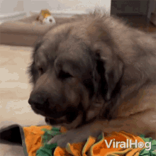 Eating Dog GIF - Eating Dog Viralhog GIFs