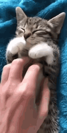 Cat Petting Cat GIF - Cat Petting Cat GIFs