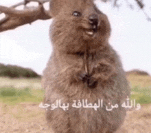 a squirrel is standing in the dirt and smiling .
