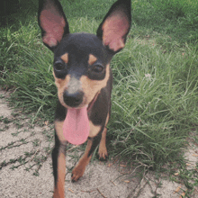 Minature Pinscher Baby Doggy GIF - Minature Pinscher Baby Doggy Kisses For You GIFs