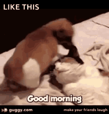 good morning dogs hot cats funny