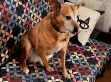 Crazy Dog Dog On Couch GIF - Crazy Dog Dog On Couch Funny Dog Faces GIFs