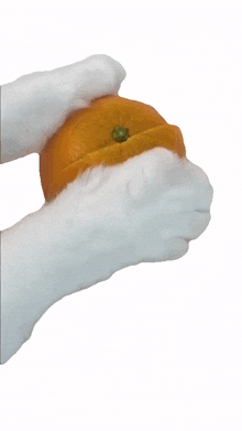 splitting an orange that little puff halving an orange parting an orange