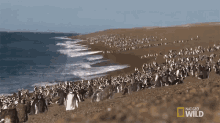 Waddle Homewrecking Penguin GIF