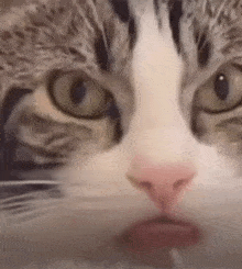 Mlem Cat GIF - Mlem Cat GIFs