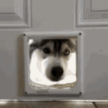 Hello Dog GIF - Hello Dog Surprise GIFs