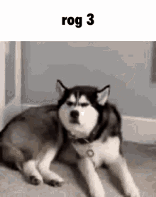 Rog Dog GIF
