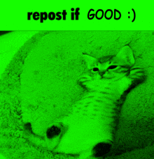 a picture of a cat with the words repost if good
