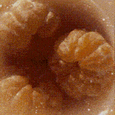 a close up of two oranges in a bowl of water