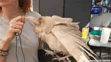 rare albino raven bird perch