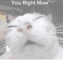 Cat Squinting Meme GIF - Cat Squinting Meme Eyes Closed Meme GIFs