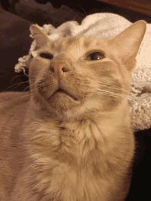 a close up of a cat laying on a couch