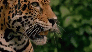 leopard growling
