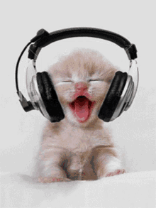cute cat listening to music happy jamming