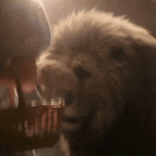 a close up of a lion with a person behind it