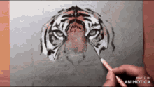 Tiger Drawing GIF