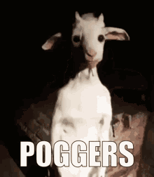 Poggers Goat Standing GIF - Poggers Goat Standing Cabra Do Zap GIFs