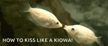 Kisses Fish GIF - Kisses Fish GIFs