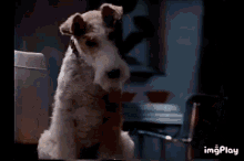 Alpo Dog Food GIF - Alpo Dog Food Tv Ad GIFs
