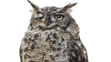 blinking mickey mouse funhouse looking at nothing fixed eyes horned owl