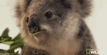 樹熊 GIF - Koala Eat Wink GIFs