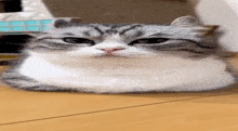 Komaru Cat GIF - Komaru Cat GIFs