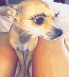 Clytemnestra Chihuahua GIF - Clytemnestra Chihuahua Eyelash GIFs