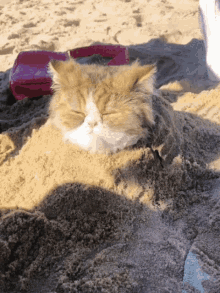 Cat Funny GIF - Cat Funny Beach GIFs
