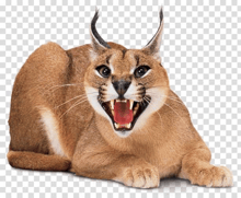 a cat with its mouth open and its tongue hanging out